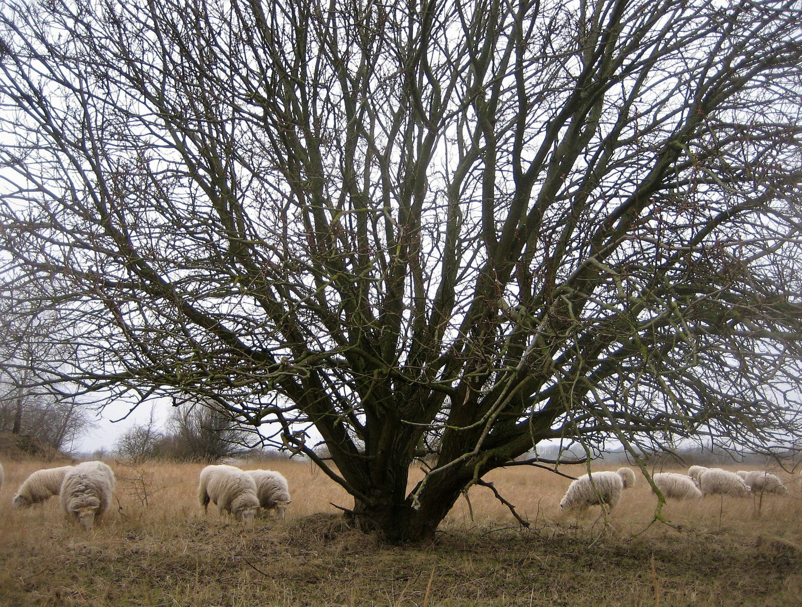 Garn fra Sydhavnstippen