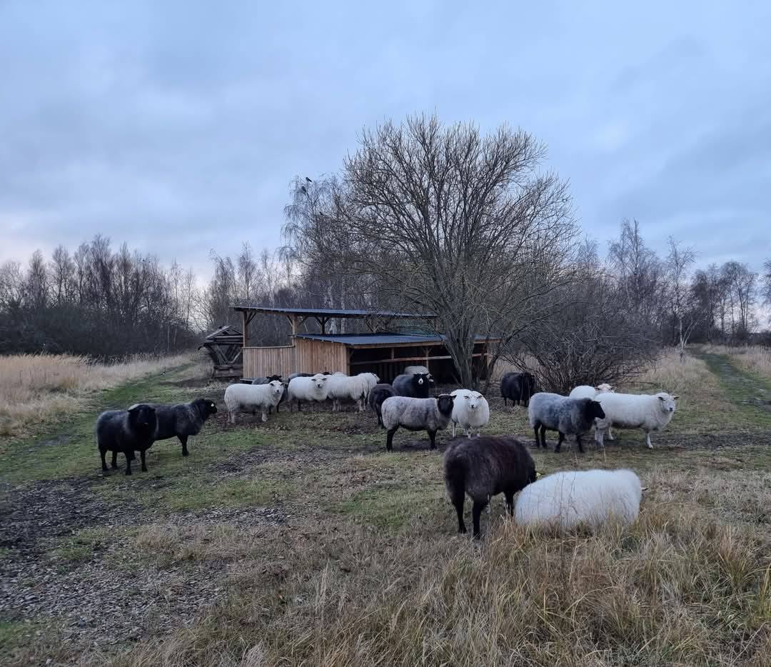 Garn fra Sydhavnstippen