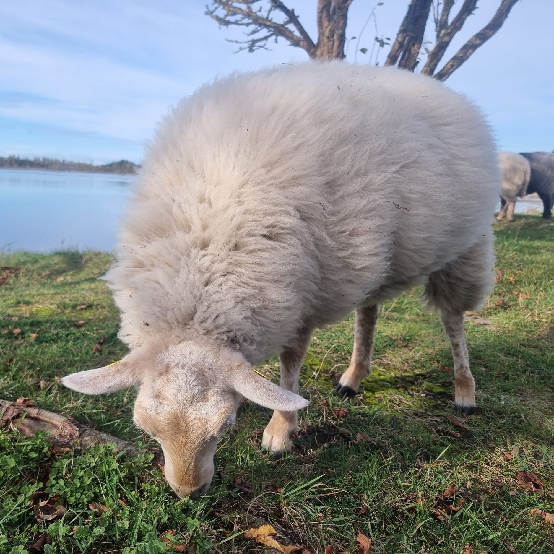 Garn fra Sydhavnstippen