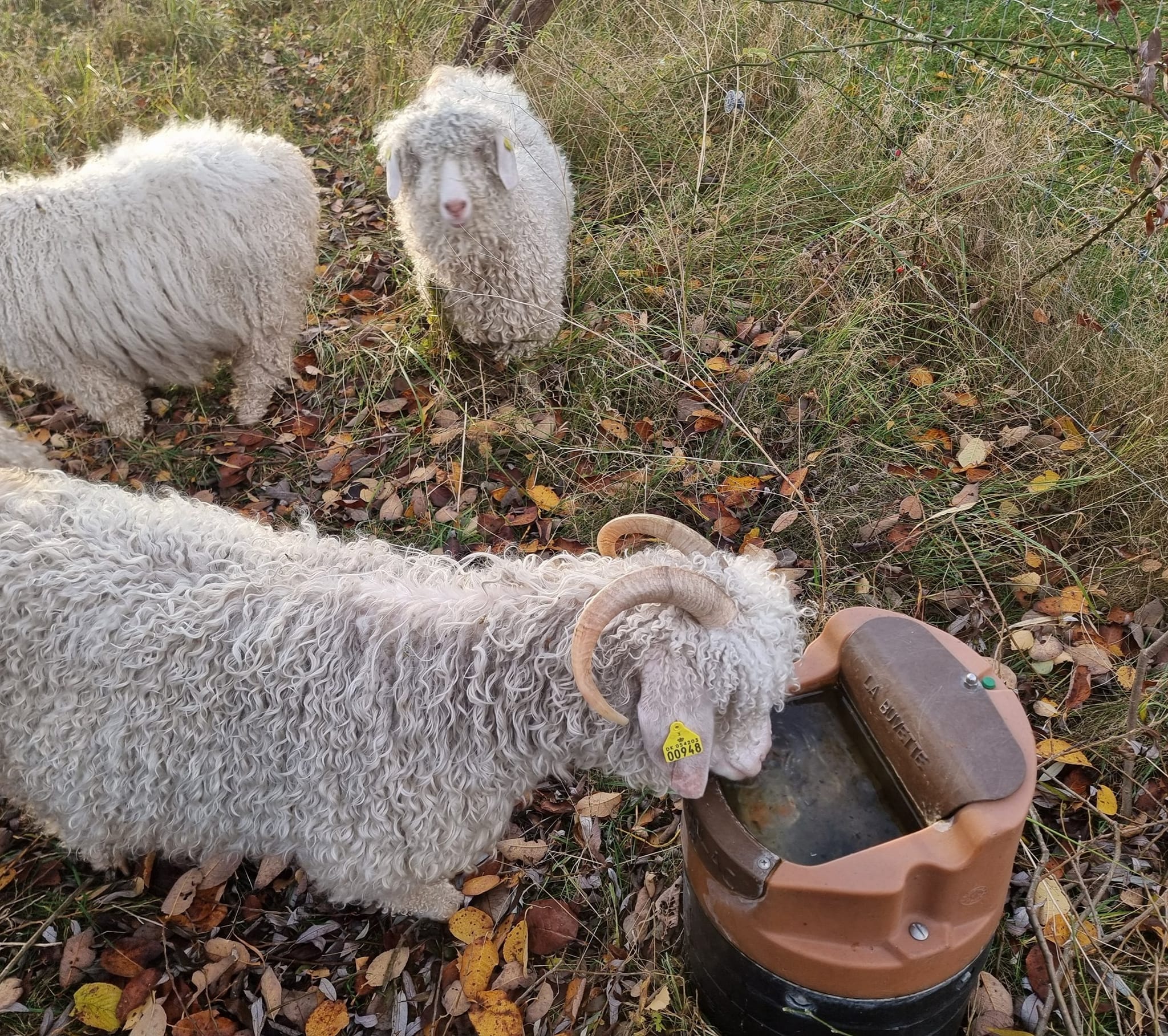 Garn fra Sydhavnstippen
