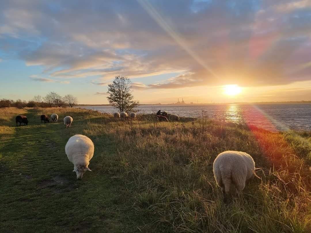Garn fra Sydhavnstippen - Samværk