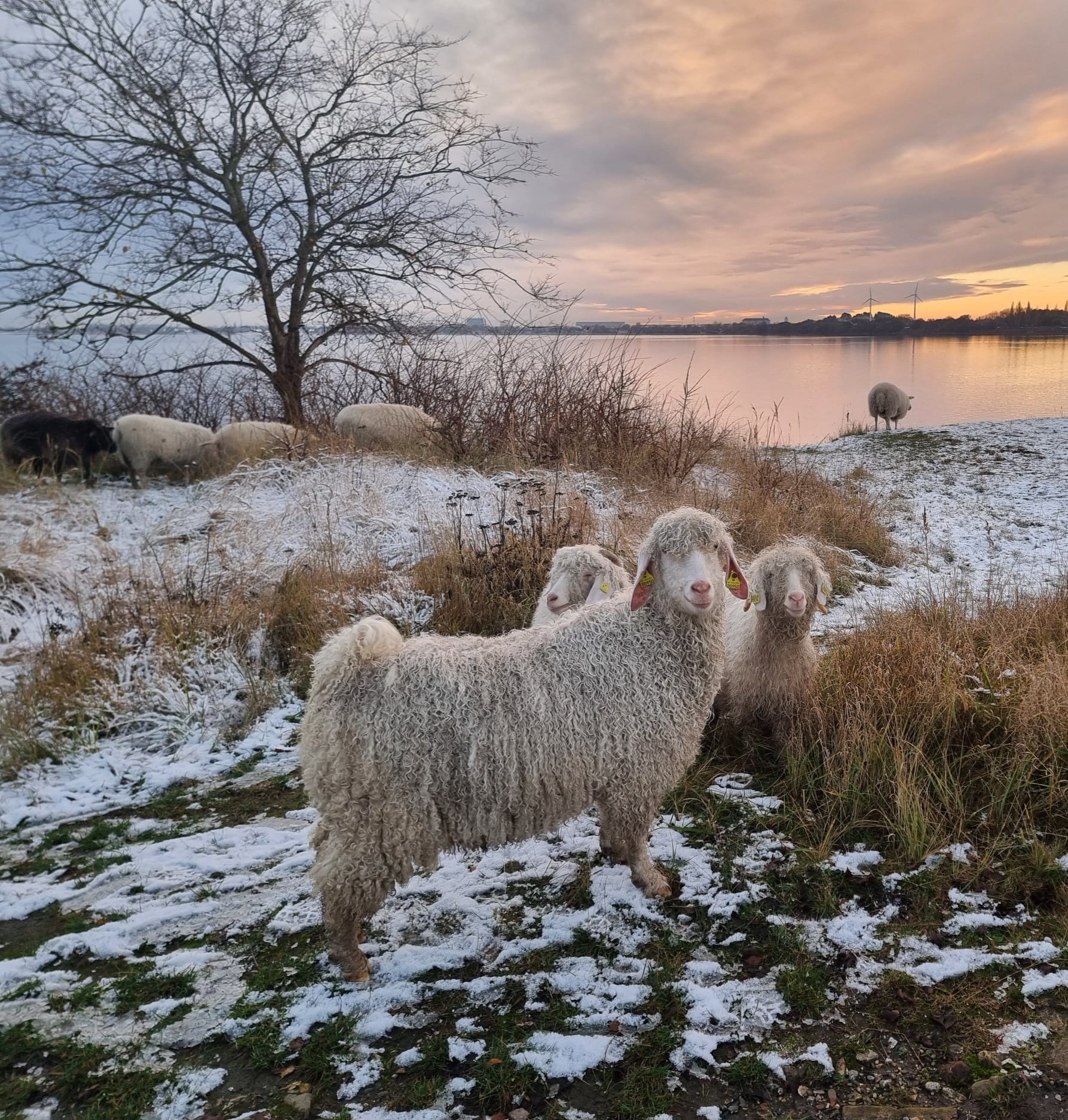 Garn fra Sydhavnstippen - Samværk
