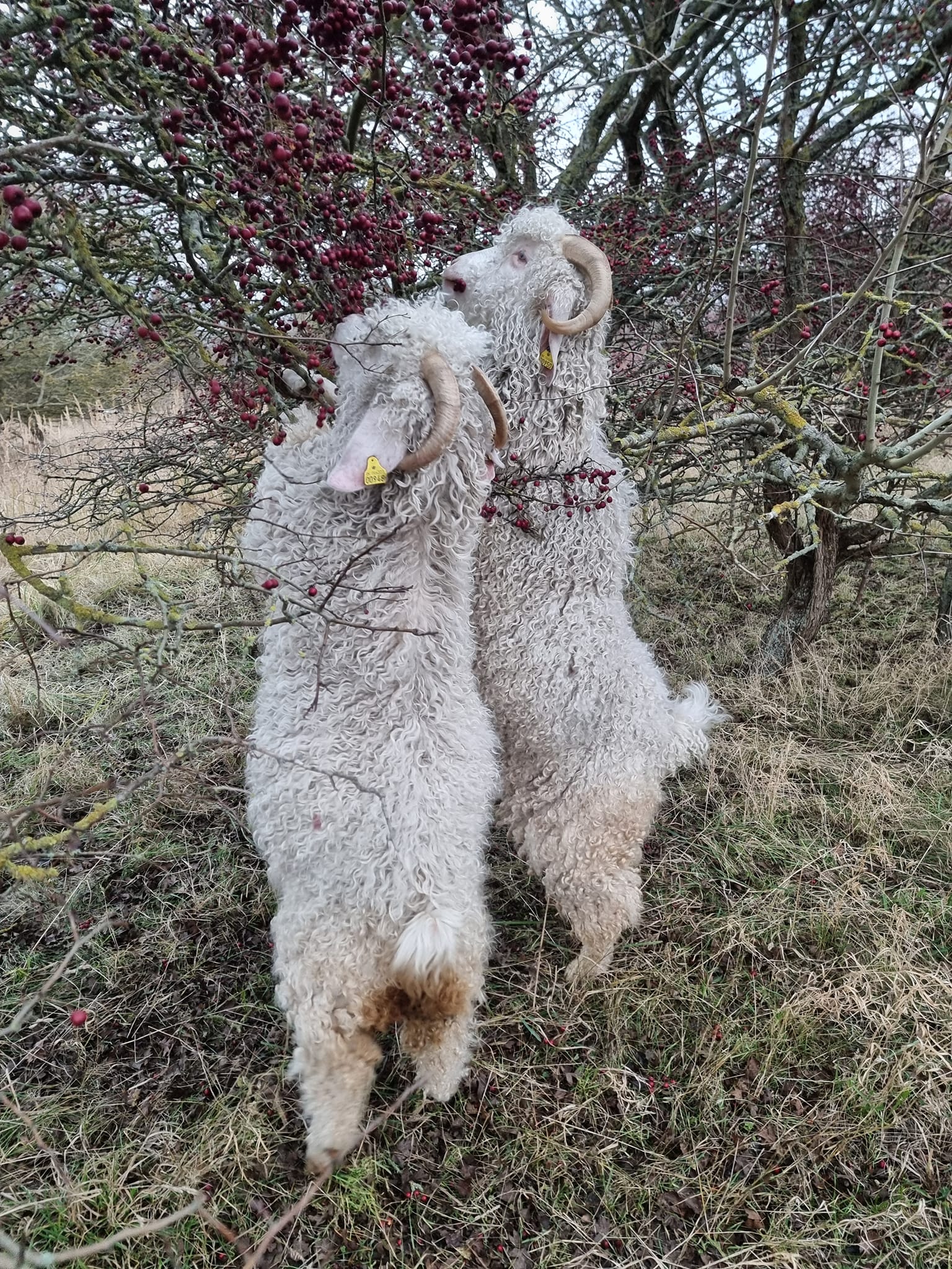 Garn fra Sydhavnstippen