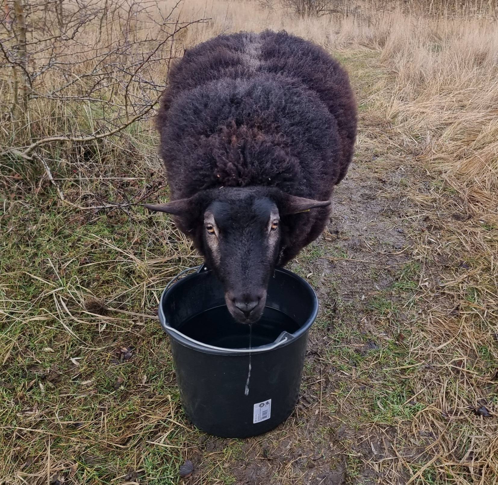 Garn fra Sydhavnstippen
