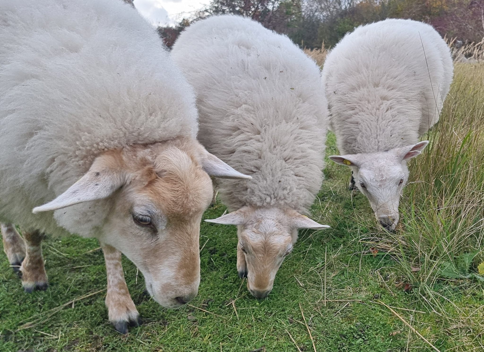 Garn fra Sydhavnstippen