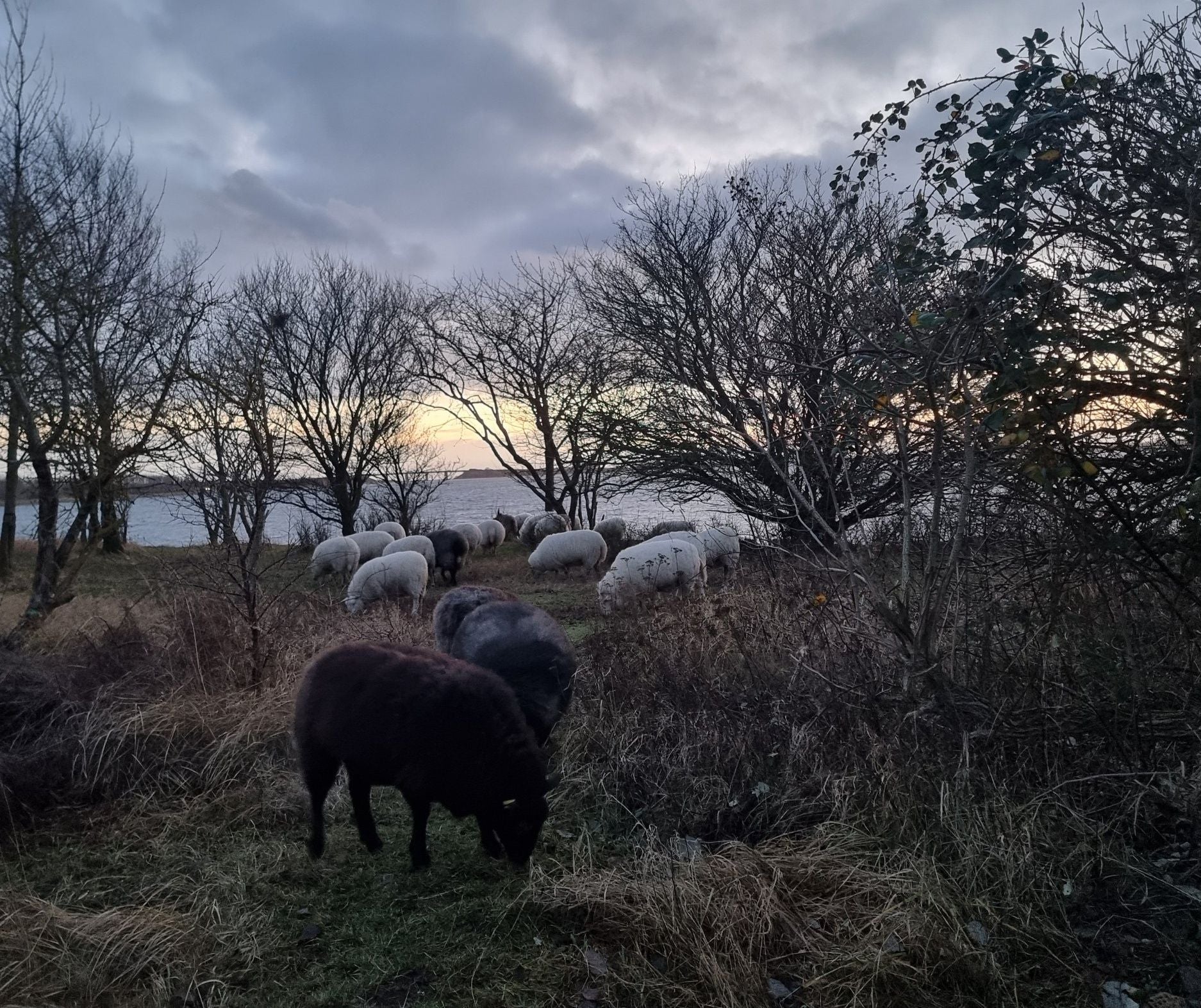 Garn fra Sydhavnstippen