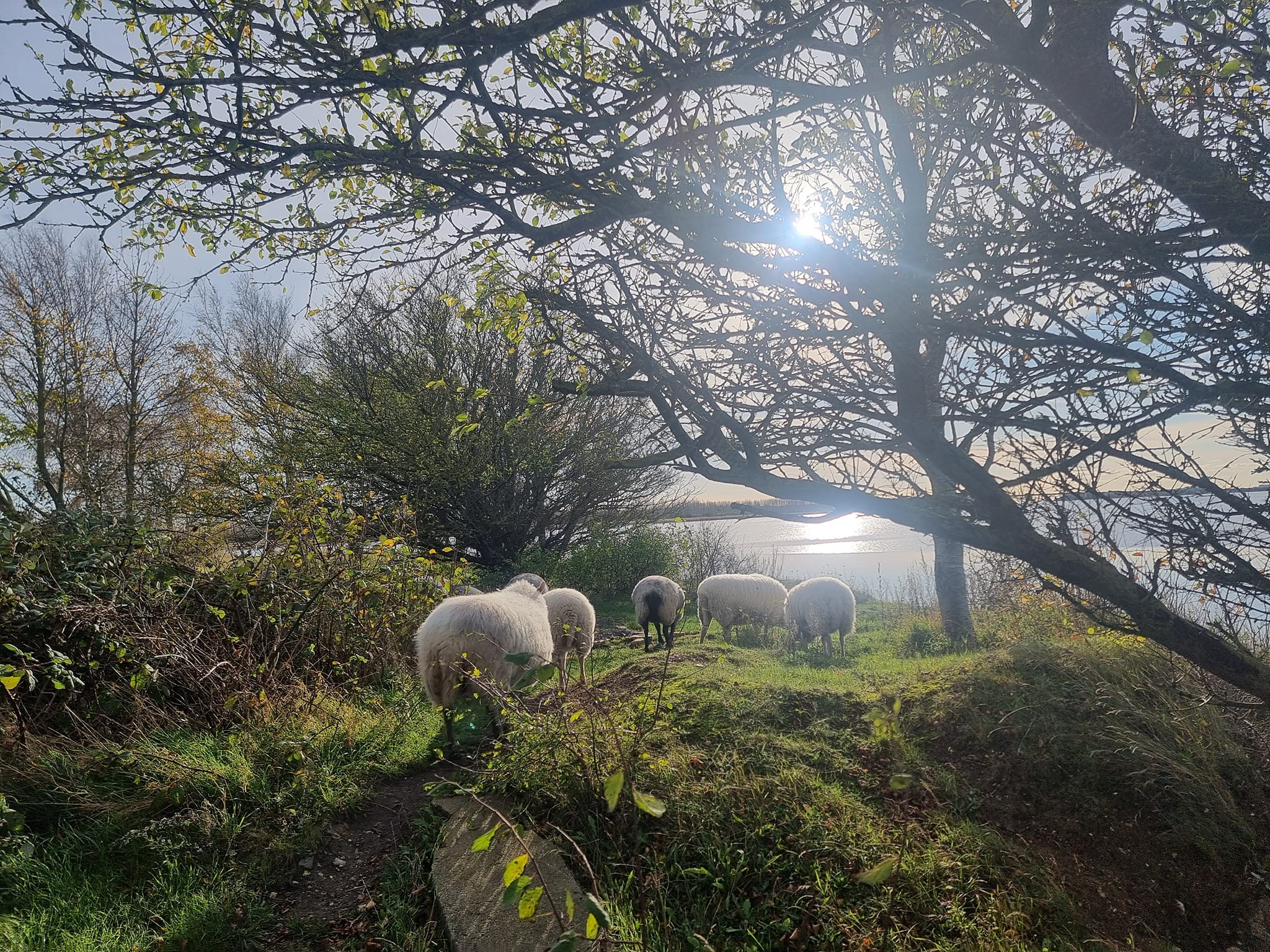 Garn fra Sydhavnstippen