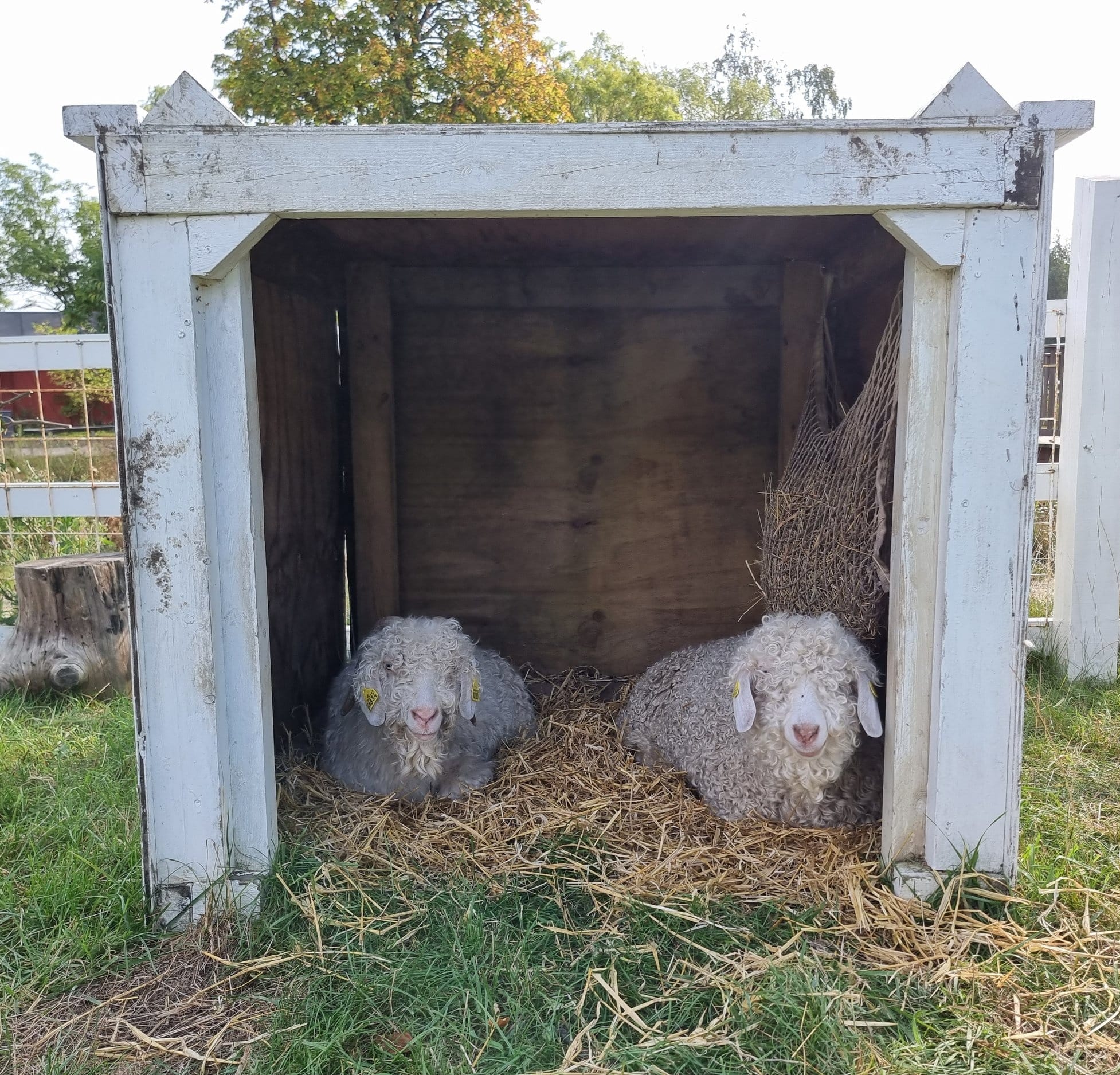 Garn fra Sydhavnstippen